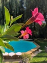 Piscines NEOWOOD