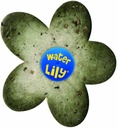 Water Lily boite de 6